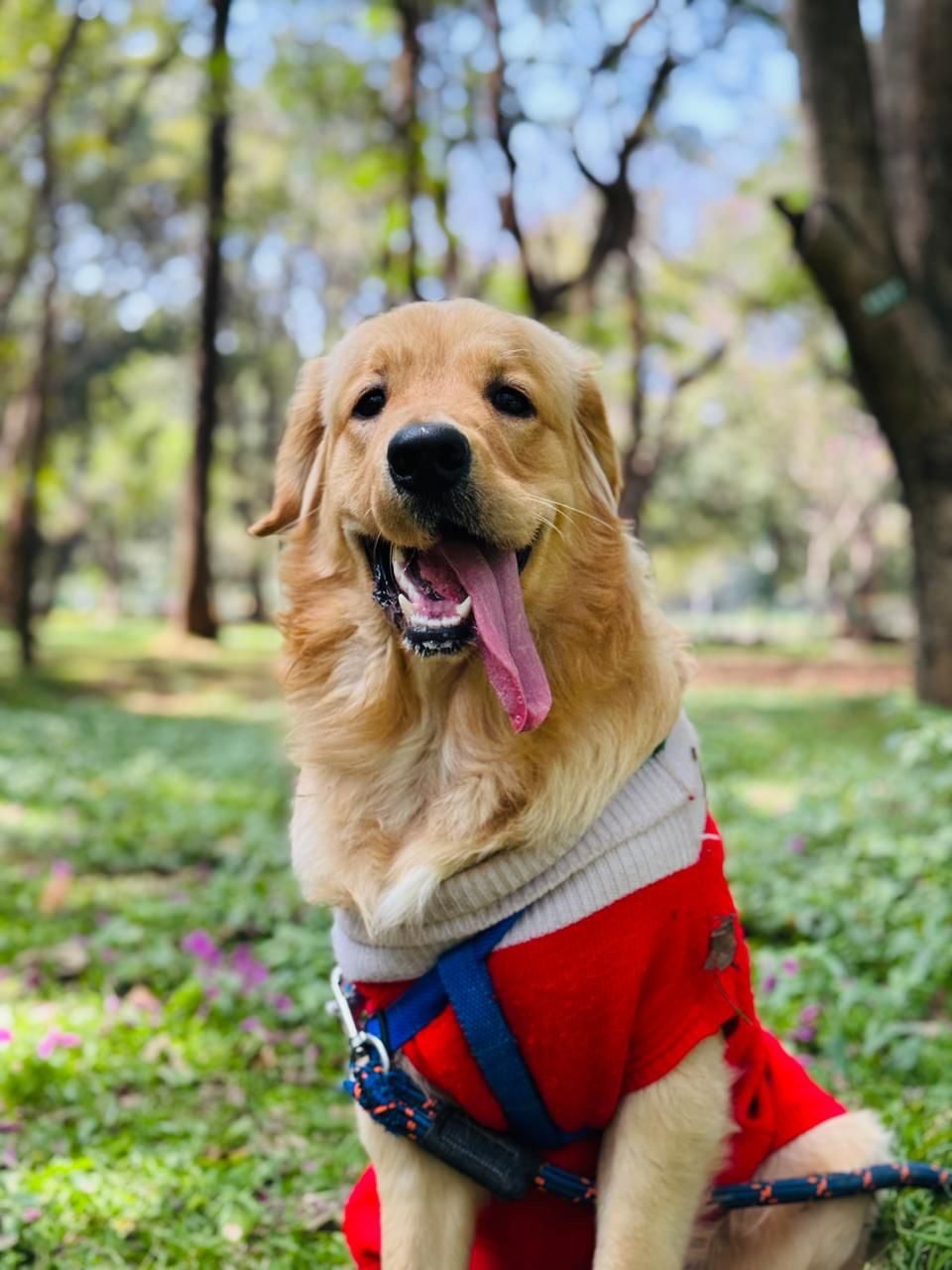 Golden Retriever out on a walk